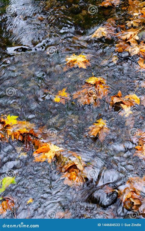 Floating Running Water Leaves Stock Image - Image of california ...