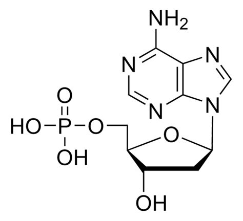 2 -Deoxyguanosine 99-100 312693-72-4