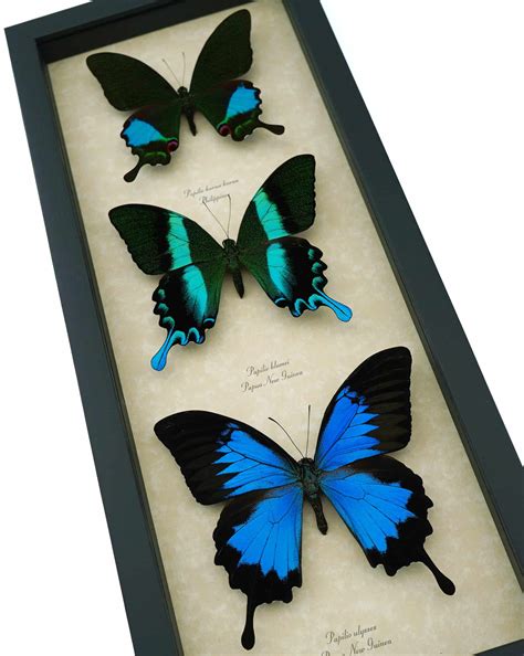 Butterfly Trio Papilio Ulysses Blumei Karna - Framed Peacock