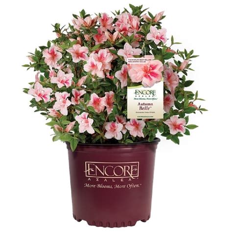 Encore Azalea Autumn Belle Azalea Foundation/Hedge Shrub in 3 -Gallon ...