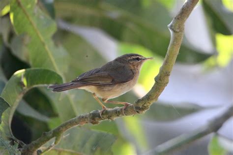 Birds of Assam, India