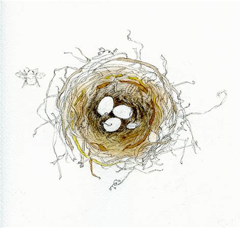 Pencil Drawing Birds Nest - pencildrawing2019