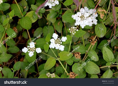 White Trailing Lantana Lantana Montevidensis Spreading Foto Stok ...