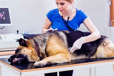 Why Is My Dogs Stomach Bloated And Hard