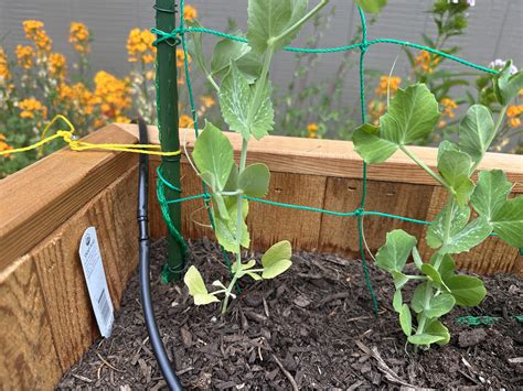 Pea plants yellowing : r/gardening