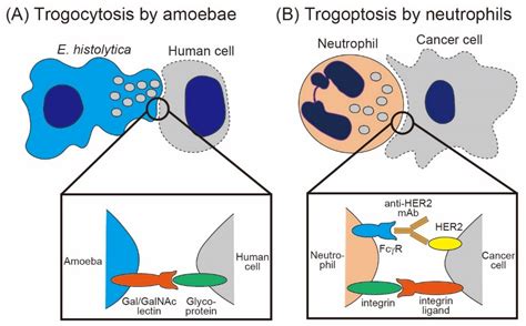 The Role of Trogocytosis in the Modulation of Immune Cell Functions