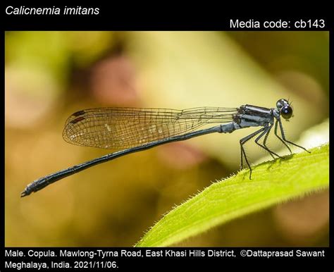 Calicnemia imitans Lieftinck, 1948 - | Odonata