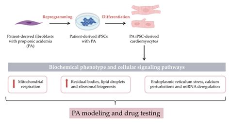 Cardiomyocytes Derived from Induced Pluripotent Stem Cells as a Disease ...