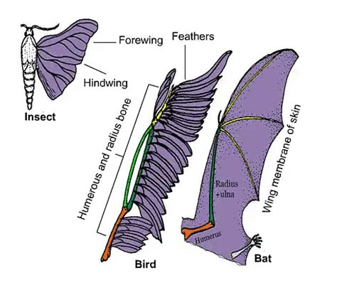 Previous Year Questions: Heredity & Evolution | Science Class 10