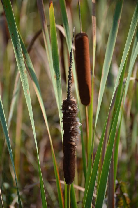 Cattail Opening | Home Decor | House Plants
