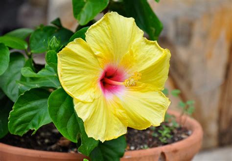 Tropical Hibiscus Container Gardening - Tips For Planting Hibiscus In ...