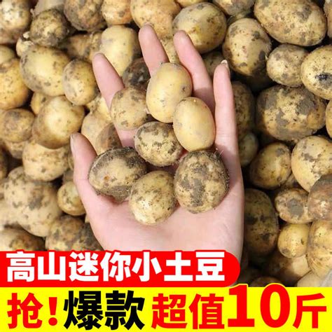 小土豆批发湖北现挖新鲜黄心土豆迷你土豆种子蔬菜非恩施310斤厂-阿里巴巴