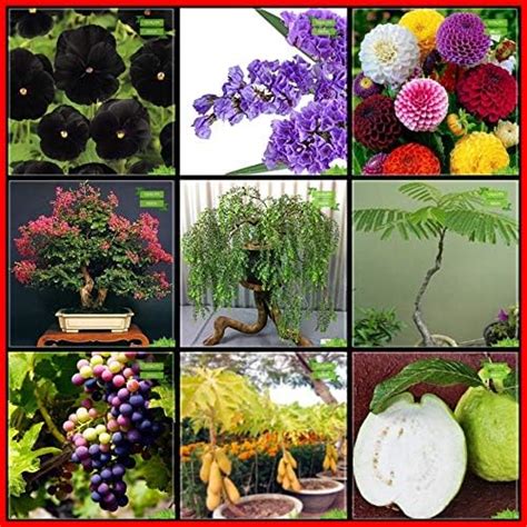 Creative Farmer High Germination Combo Flower Seeds & Fruit : Grape ...