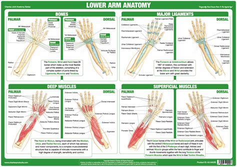 Buy Joint Anatomy Chart Series (A3 Laminated, Hand & Lower Arm) Online ...