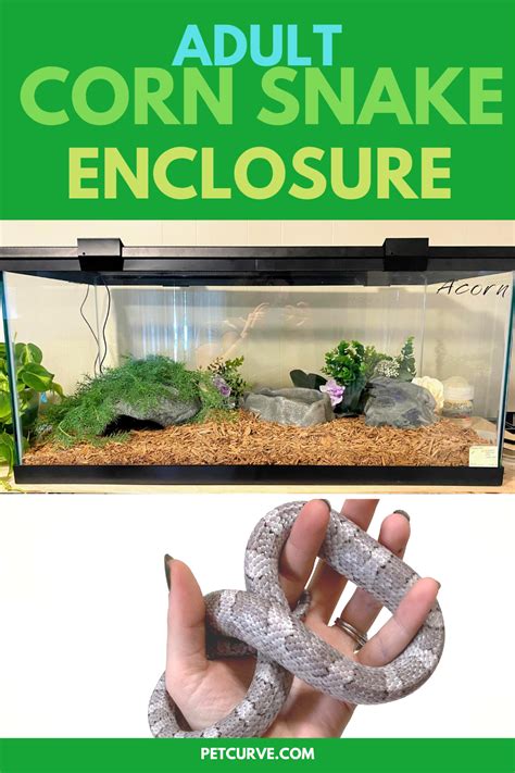 Image result for Python Fish Tank