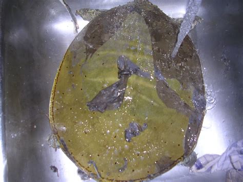 Image result for Cleaning Turtle Shell