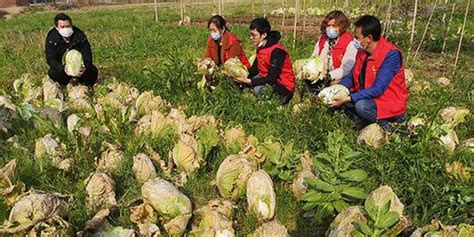 衡南县： 7000多斤蔬菜滞销！ 扶贫队帮村民找销路_手机新浪网