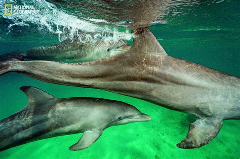 Dolphin Intelligence 的图像结果