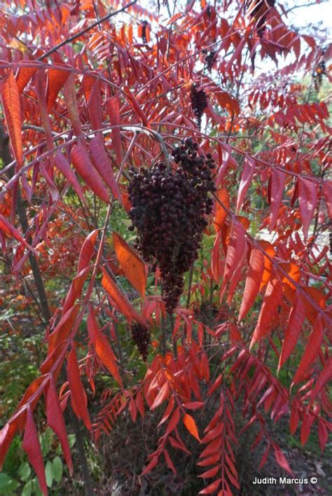 Rhus copallinum - אוג הקופל, Winged Sumac | The Jerusalem Botanical Gardens
