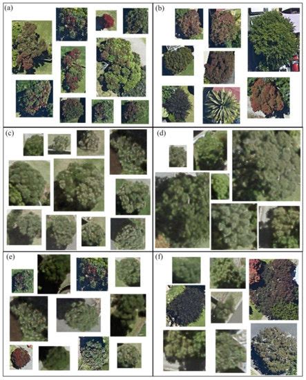 Remote Sensing | Special Issue : Mapping Tree Species Diversity
