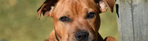 Download wallpaper look, face, the fence, dog, Staffordshire bull ...