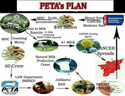 Fact-check: Little evidence that 'foreign' A1 alternative to jallikattu ...