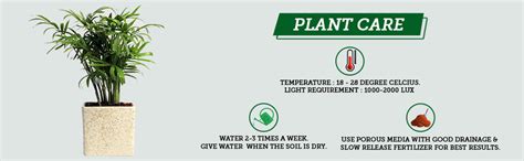 Nurturing Green Chamaedorea Palm Plant with Pot for Home | Indoor Live ...