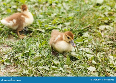 Image result for Ducklings Running