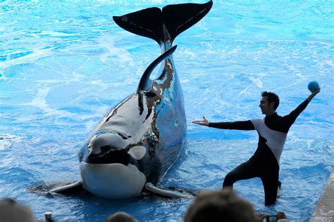 Orcas don’t do well in captivity. Here’s why.
