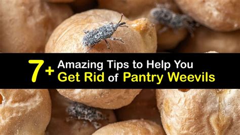 Pantry Weevil Control - Guide to Getting Rid of Pantry Weevils