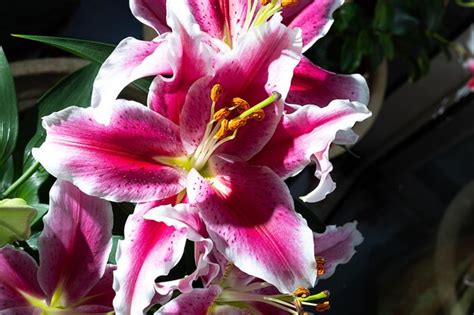 Page 38 | Asian lily Images - Free Download on Freepik
