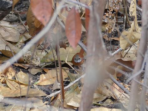 Hoary-throated Spinetail - eBird