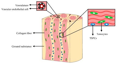 Innovative Strategies in Tendon Tissue Engineering