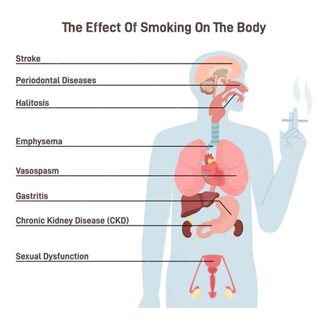 Premium Vector | Diagram about health effect of cigarette smoking illustration about risk of smokers