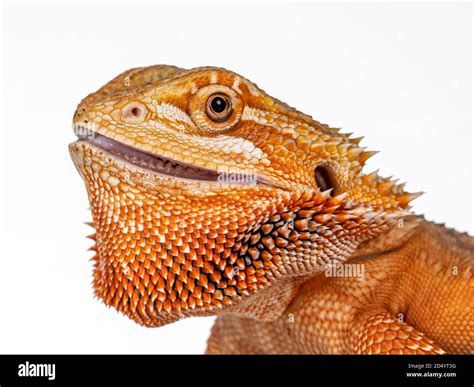 Head shit of young adult orange Bearded Dragon aka Pogona Vitticeps ...