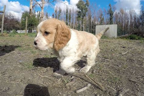 Image result for Poodle Cavapoo