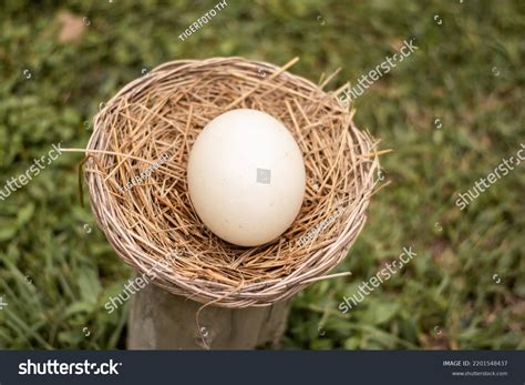 Ostrich Eggs Lay Eggs Nests Stock Photo 2201548437 | Shutterstock