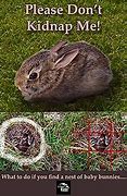Image result for What to Feed Wild Baby Rabbits