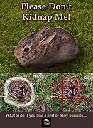 Image result for Pic of Rabbit Nest