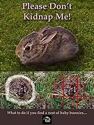 Image result for Feeding Baby Rabbits
