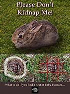 Image result for Cute Cartoon Baby Rabbit