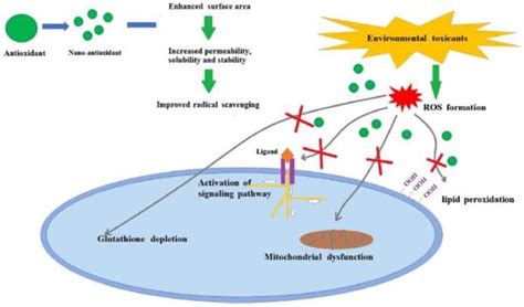 Nanoantioxidant Materials: Nanoengineering Inspired by Nature
