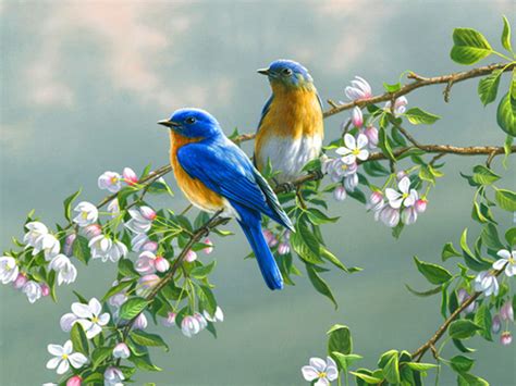 Bing Bird Wallpaper 的图像结果