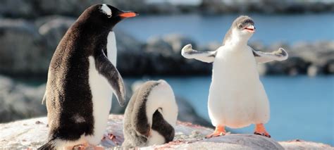 JavaScript Commands List 的图像结果