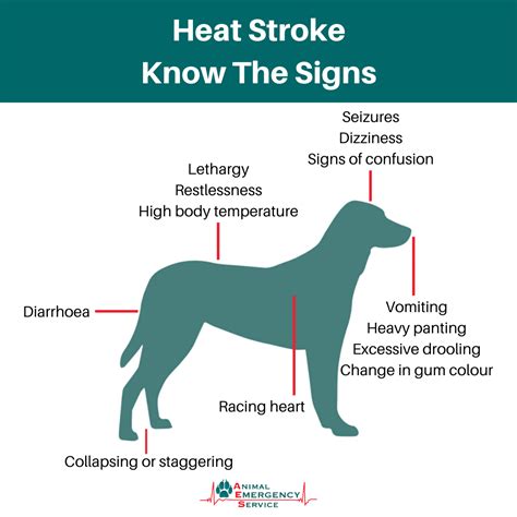 Heat Stroke In Dogs - Signs, Symptoms & Treatment