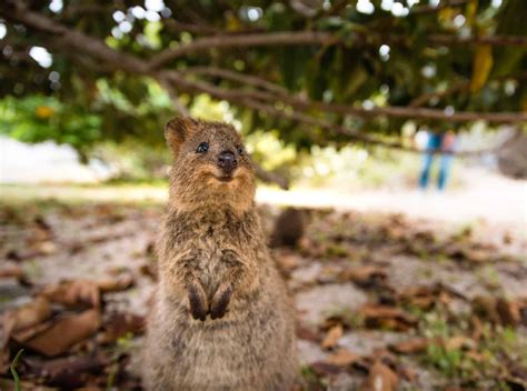 Rottnest (Quokka) Island: Best Spot For A Quokka Selfie - I Very Much Love It Here