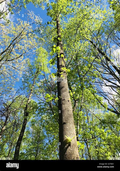 Image result for Tall Tree Tops