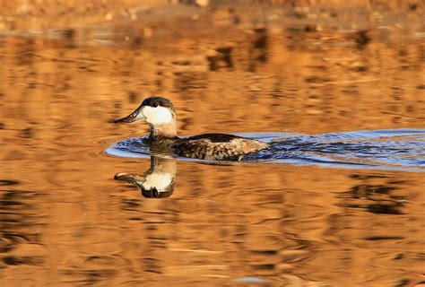 Ruddy duck | FWS.gov