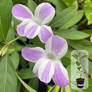 Indian gardens - Flowering Plant @ 199 (Barleria) : Amazon.in: Garden ...
