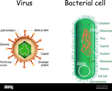 Viral Vs Bacterial